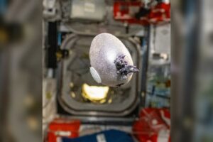 NASA Astronaut’s ‘Space Potato’ Photo Sparks Online Alien Speculation