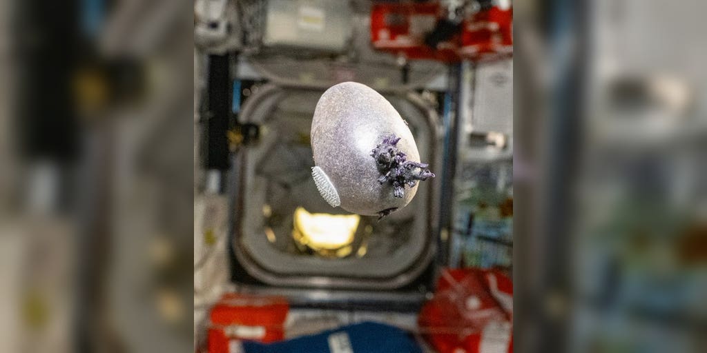 NASA Astronaut’s ‘Space Potato’ Photo Sparks Online Alien Speculation