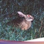 Rare animal species rediscovered in natural habitat after 40 years