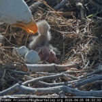 Newborn bald eaglets in the nest of parents Jackie and Shadow in Big Bear