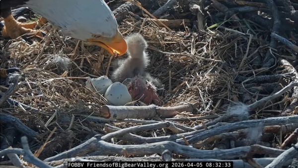 Newborn bald eaglets in the nest of parents Jackie and Shadow in Big Bear