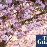 Climate change extends pollen season in UK and Europe by two weeks, worsening hay fever allergies