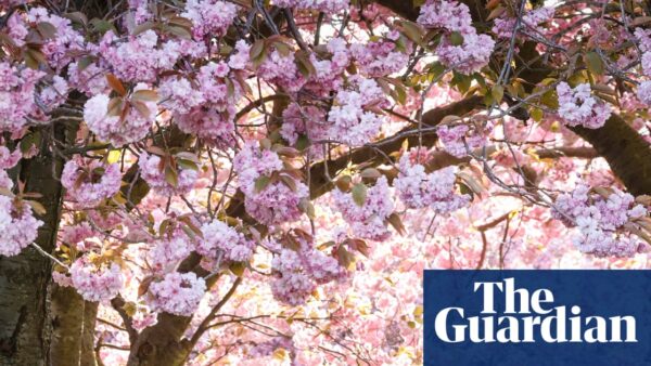 Climate change extends pollen season in UK and Europe by two weeks, worsening hay fever allergies
