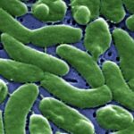 Flesh-Eating Bacteria Found in Long Island Waters, Experts Warn