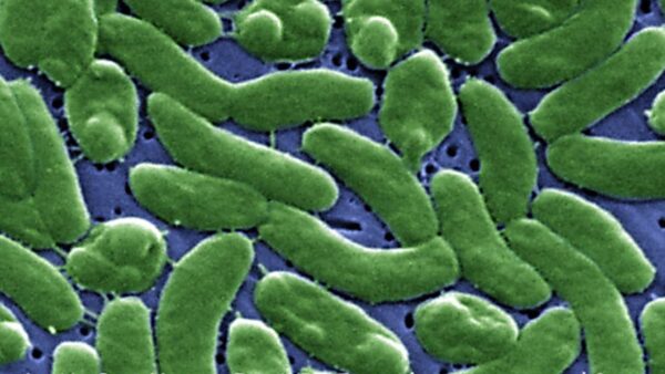 Flesh-Eating Bacteria Found in Long Island Waters, Experts Warn
