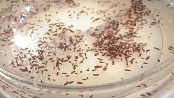 Map or infographic showing flea-borne typhus case surge in Los Angeles County