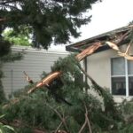 Lightning strike damage to exploded redwood tree in Santa Rosa neighborhood