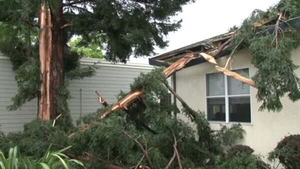 Lightning strike damage to exploded redwood tree in Santa Rosa neighborhood