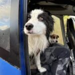 Volunteers and rescued lost Border Collie after wilderness search