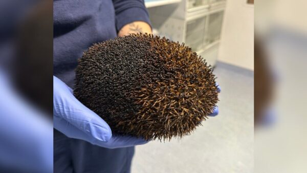 Woman Rescues Hedgehog Burned in Bonfire on Guy Fawkes Night