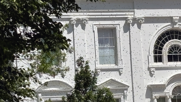 Bees Swarm the White House North Lawn Amid New Colonies Addition