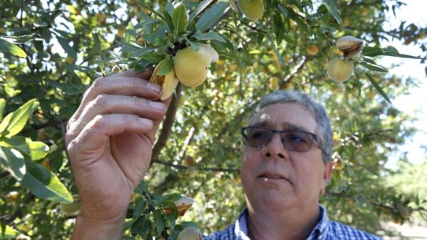 California Farmers to Uproot 420,000 Peach Trees After Del Monte Closure