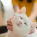 Feline Cancer Genetics May Unlock New Treatments for Humans