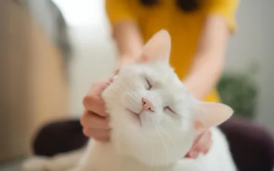 Feline Cancer Genetics May Unlock New Treatments for Humans