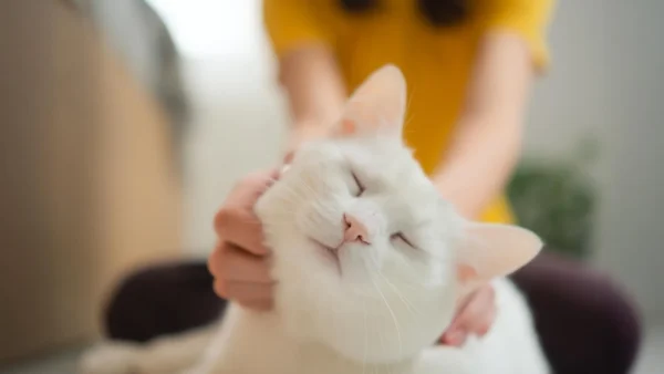 Feline Cancer Genetics May Unlock New Treatments for Humans