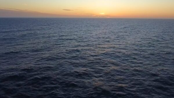 Giant Squid Detected in Deep-Sea Canyons off Australia
