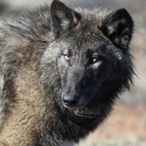 Gray Wolf Returns to Sequoia National Park After 100 Years