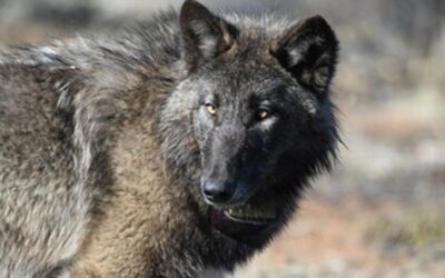 Gray Wolf Returns to Sequoia National Park After 100 Years