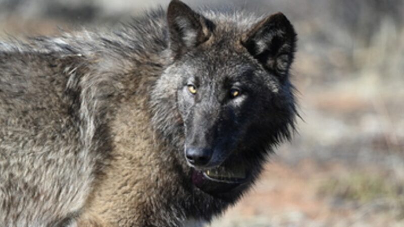 Gray Wolf Returns to Sequoia National Park After 100 Years