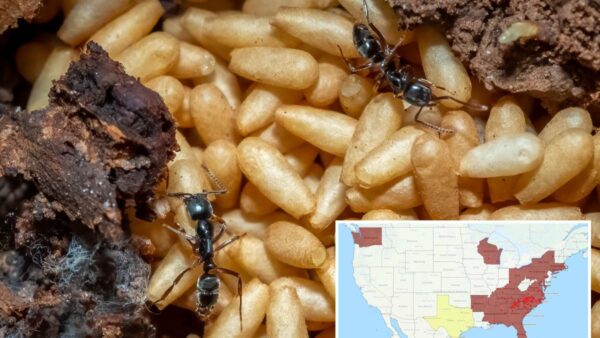 Invasive Asian Needle Ants Threaten US with Painful Stings
