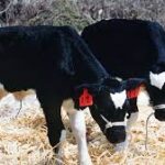 Investigation Underway for 64 Stolen Calves in Mercer County