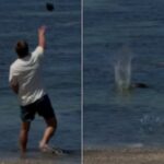 Man Charged for Throwing Rock at Endangered Monk Seal