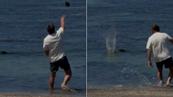 Man Charged for Throwing Rock at Endangered Monk Seal