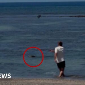 Man Detained for Throwing Rock at Hawaiian Monk Seal