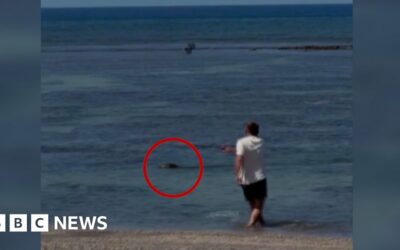 Man Detained for Throwing Rock at Hawaiian Monk Seal