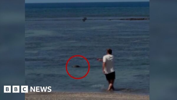 Man Detained for Throwing Rock at Hawaiian Monk Seal