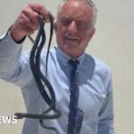 Robert F Kennedy Jr's Bold Encounter with Snakes in Florida