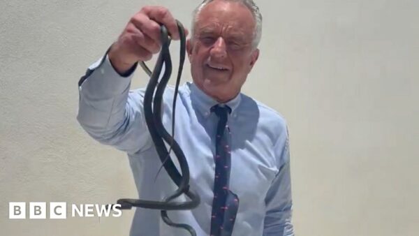 Robert F Kennedy Jr's Bold Encounter with Snakes in Florida